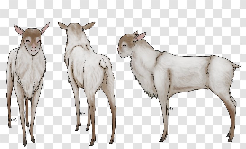 Cattle Deer Goat Wildlife Terrestrial Animal - Goats Transparent PNG
