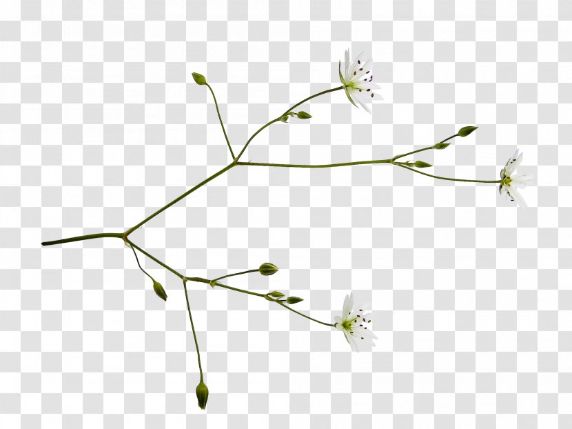 Flower Lilium Information Plant Stem - Ppt边框 Transparent PNG