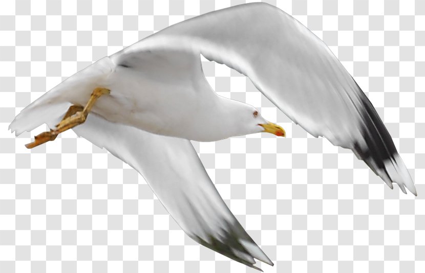 Bird Mouette Clip Art - Gulls Transparent PNG