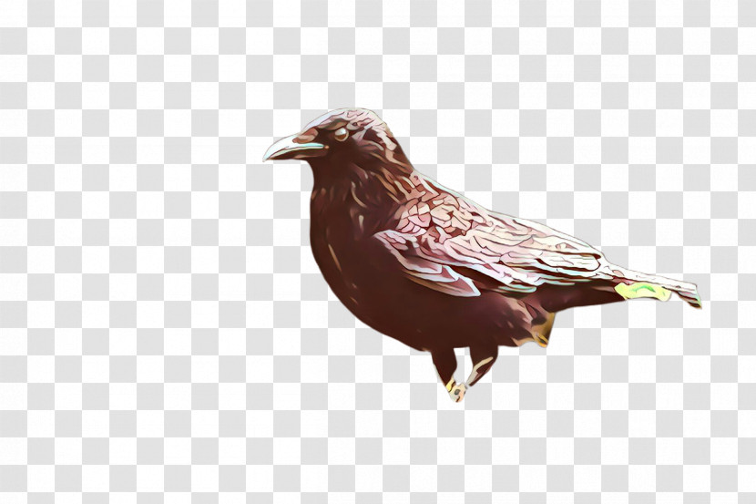 Bird Beak Cuckoo Perching Bird Transparent PNG