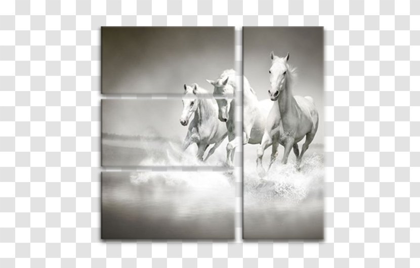 Arabian Horse Wall Decal Paper Decorative Arts Wallpaper - Picture Frame - Monochrome Photography Transparent PNG