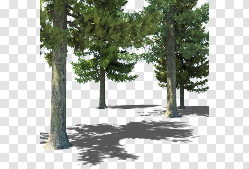 Populus Nigra Tree Forest 3D Computer Graphics - House Transparent PNG