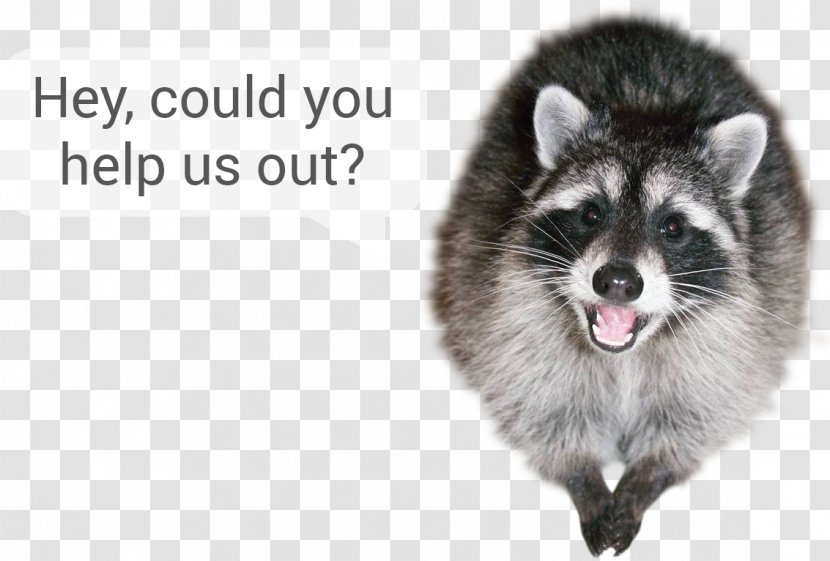 Whiskers Raccoon Fur Fauna Snout Transparent PNG