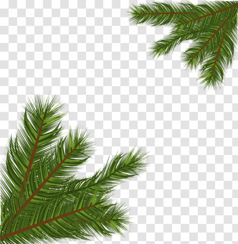 Spruce Fir Christmas Tree Pine Ornament Transparent PNG