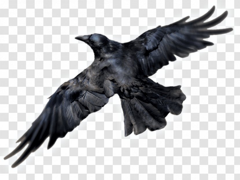 Clip Art Transparency Common Raven Image - Rook - Crow Transparent PNG