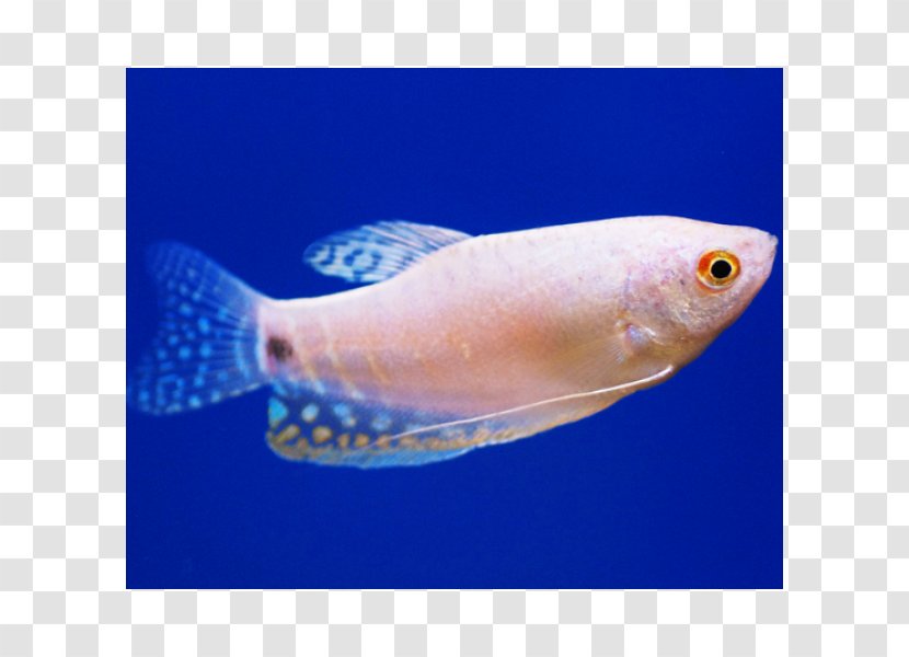 Three Spot Gourami Pearl Kissing Fish - Coral Reef Transparent PNG