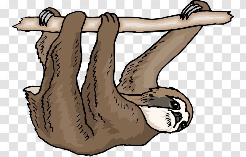 Pygmy Three-toed Sloth Free Content Clip Art - Threetoed - Cliparts Transparent PNG