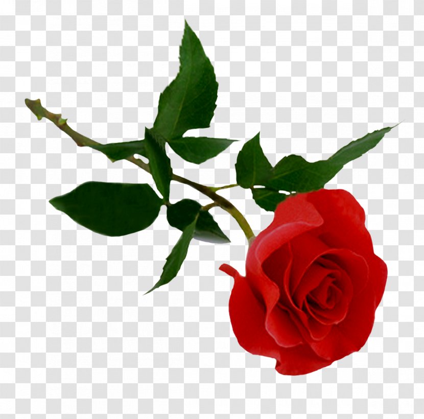 Rose Clip Art - Garden Roses - Red Transparent PNG