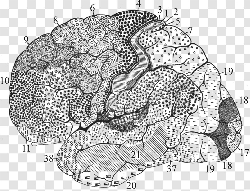 Brodmann Area 25 Cerebral Cortex Anatomy Brain - Heart Transparent PNG