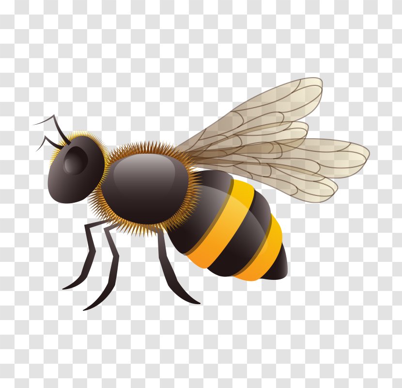 European Dark Bee Insect Vecteur - Invertebrate - Bee,Cartoon Transparent PNG