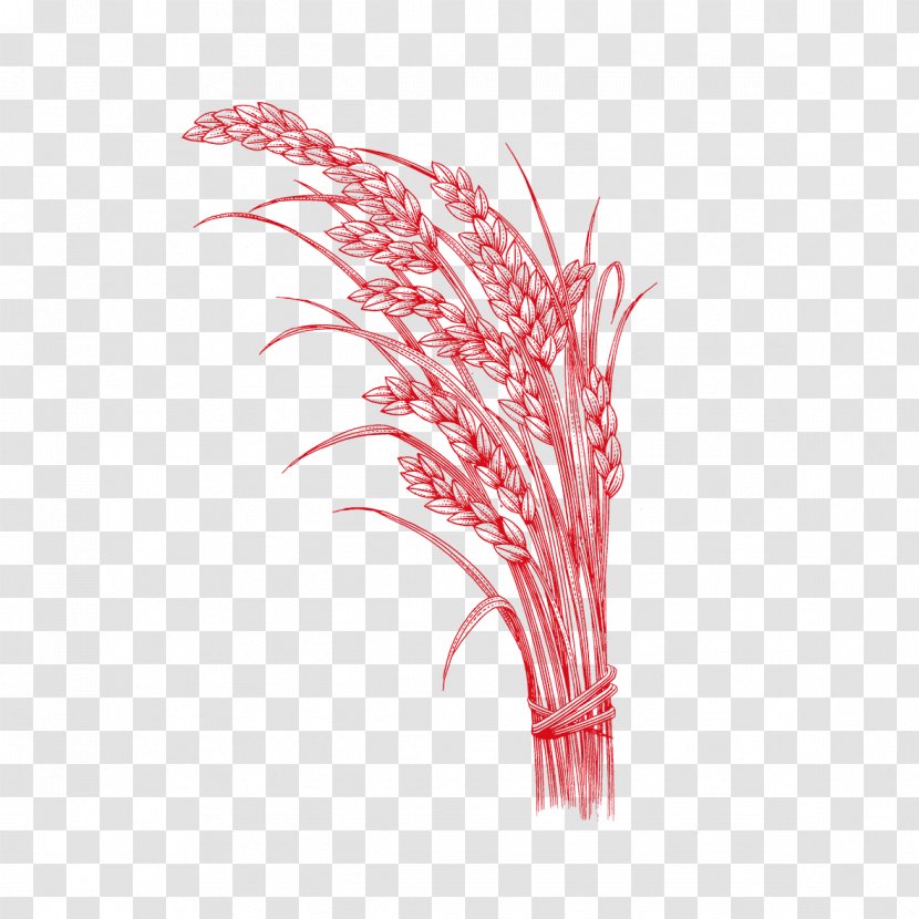 Rice Oryza Sativa - Food - Red Wheat Sequence Transparent PNG