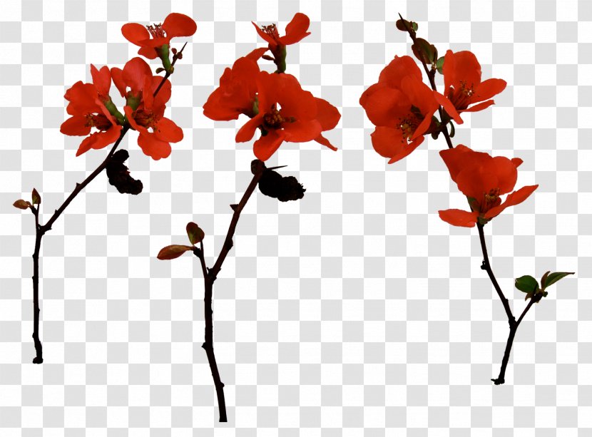 Flower Red Plant Petal Clip Art - Flowering - Cherry Blossom Transparent PNG