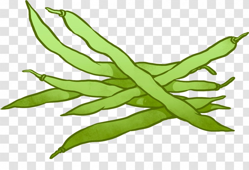 Green Bean Casserole Common Rice And Beans - Flower - Herbaceous Plant Chlorophyta Transparent PNG
