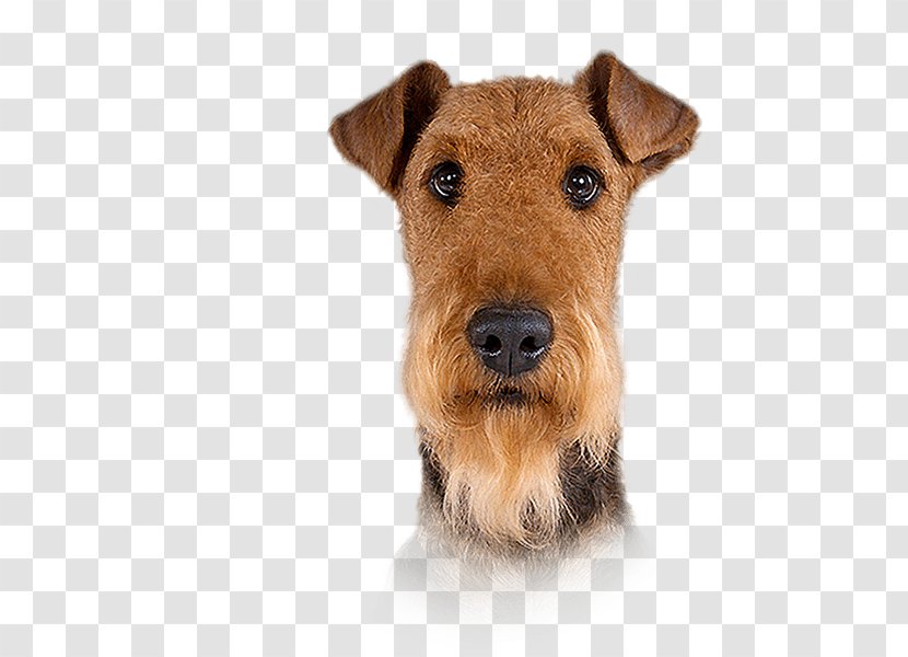 Welsh Terrier Lakeland Airedale Irish Pekingese - Dog Like Mammal - Puppy Transparent PNG