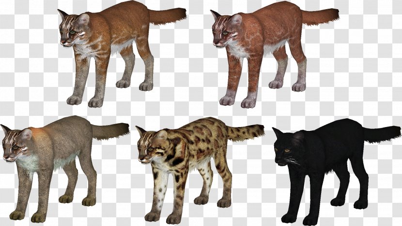 Asian Golden Cat Zoo Tycoon 2 Cougar Transparent PNG