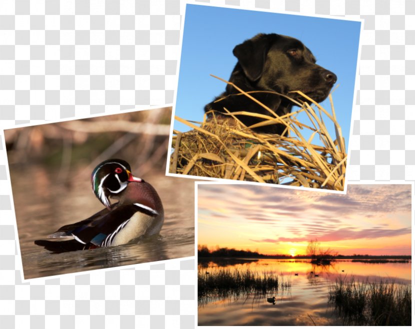 Call Duck Ducks Unlimited Waterfowl Hunting - Calendar - Photography Contest Transparent PNG