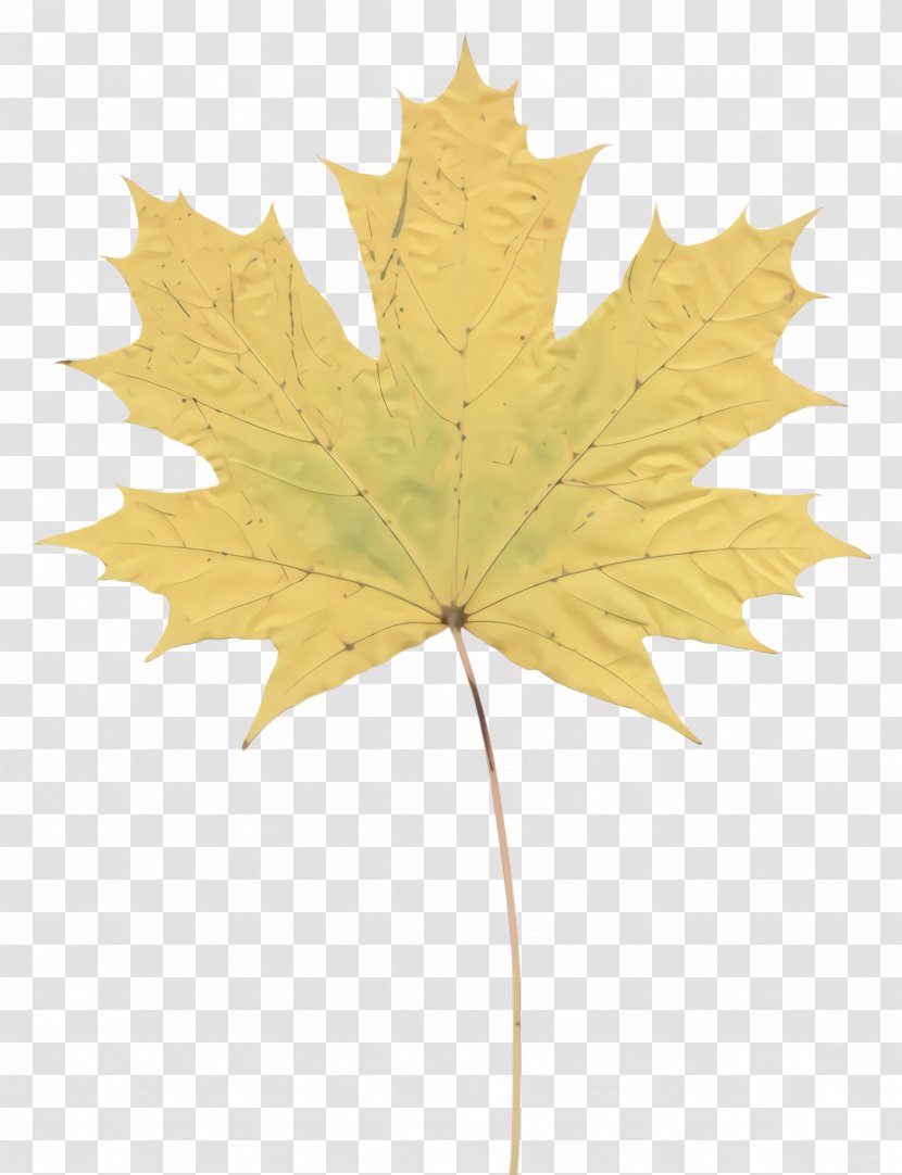 Maple Leaf - Planetree Family - Flowering Plant Transparent PNG