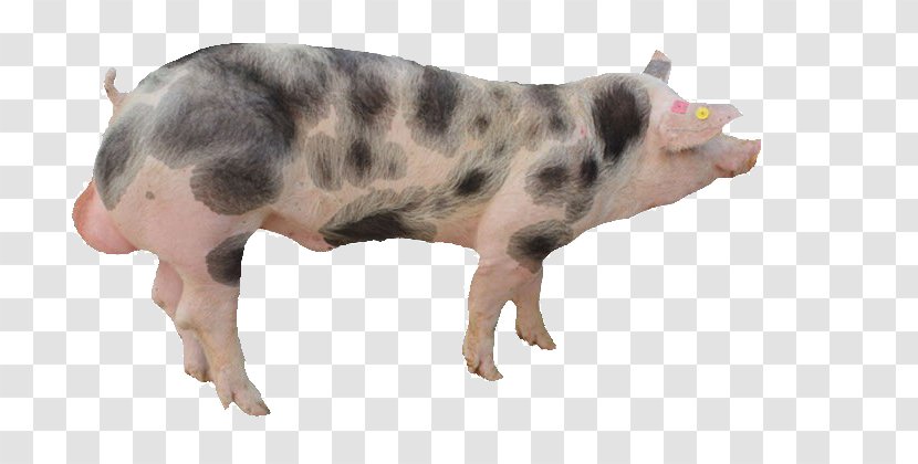 Pixe9train Duroc Pig Taihu Domestic Boar Taint - Livestock - Spotted Transparent PNG