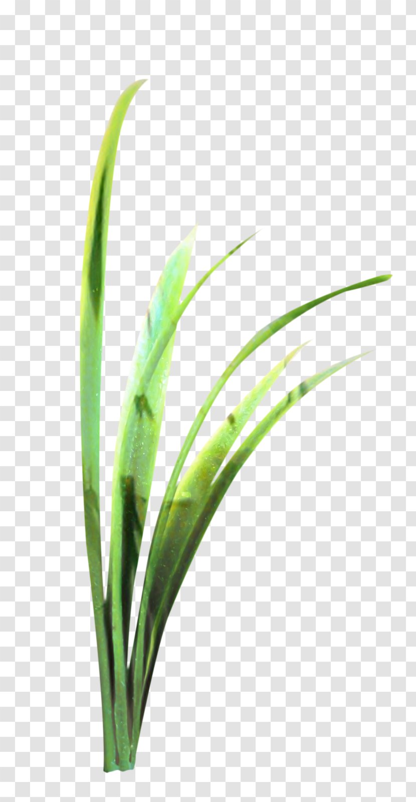 Grass Cartoon - Lemongrass - Hierochloe Transparent PNG