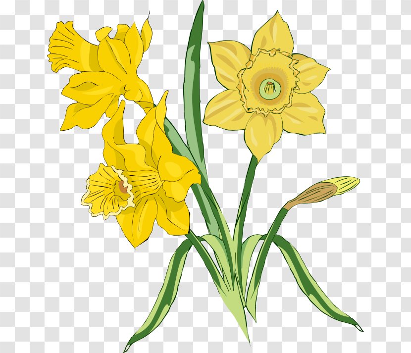 Daffodil Flower Clip Art - Blog - Narcissus Transparent PNG