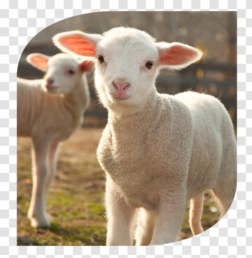 4 Pics 1 Word Shetland Sheep Lamb And Mutton Farming Stock Photography - Terrestrial Animal Transparent PNG