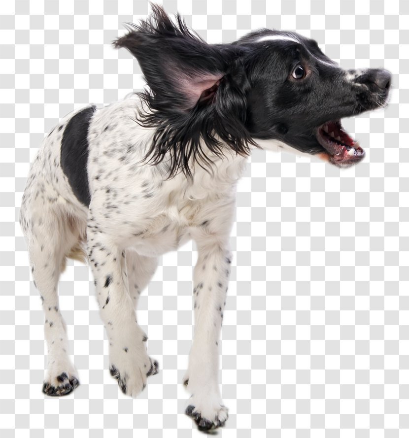 Dog Stock Photography Getty Images - Rare Breed - Play Firecracker Puppy Transparent PNG