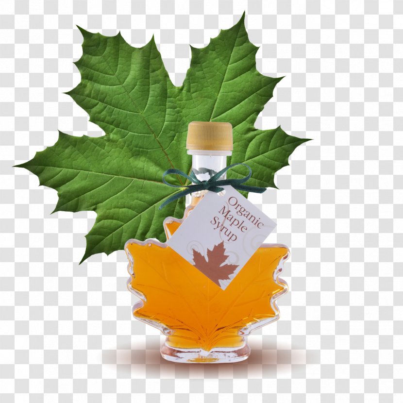 Maple Syrup Lemonade Sugar Substitute - Leaf Transparent PNG