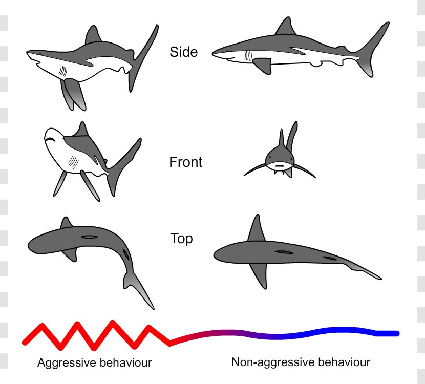 Shark Attack Carcharhinus Amblyrhynchos Aggression Threat Display - Hammerhead Cartoon Transparent PNG
