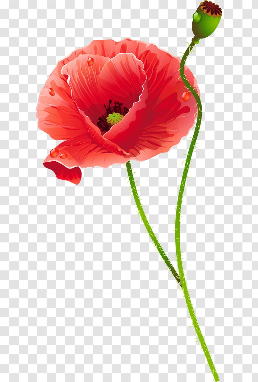 Common Poppy Cut Flowers - Flower - Poppies Transparent PNG