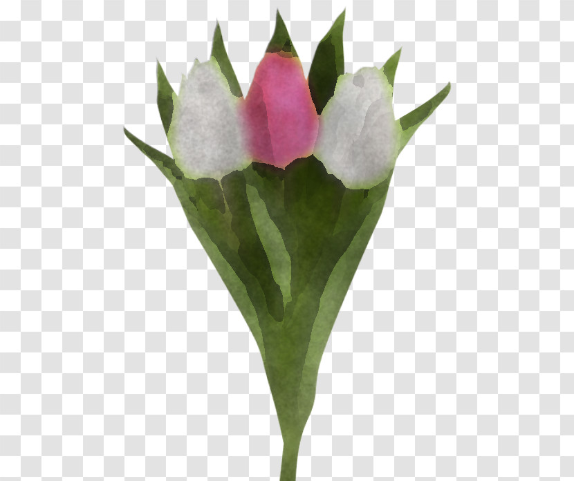 Flower Plant Pink Petal Tulip Transparent PNG