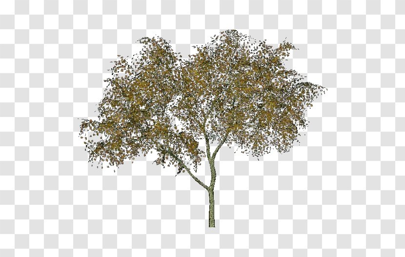 Twig Black Alder Tree Abies Alba Tilia Cordata - Salix Fragilis Transparent PNG