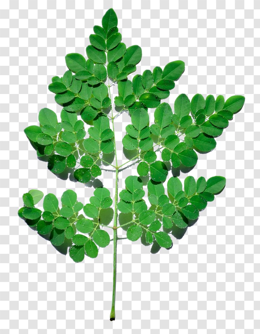 Drumstick Tree Medicinal Plants Leaf - Moringa Transparent PNG
