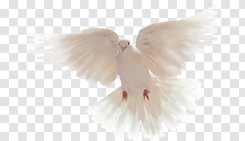 Pigeons And Doves Flickr Photograph User Feather - Peace - Forgiveness Ornament Transparent PNG