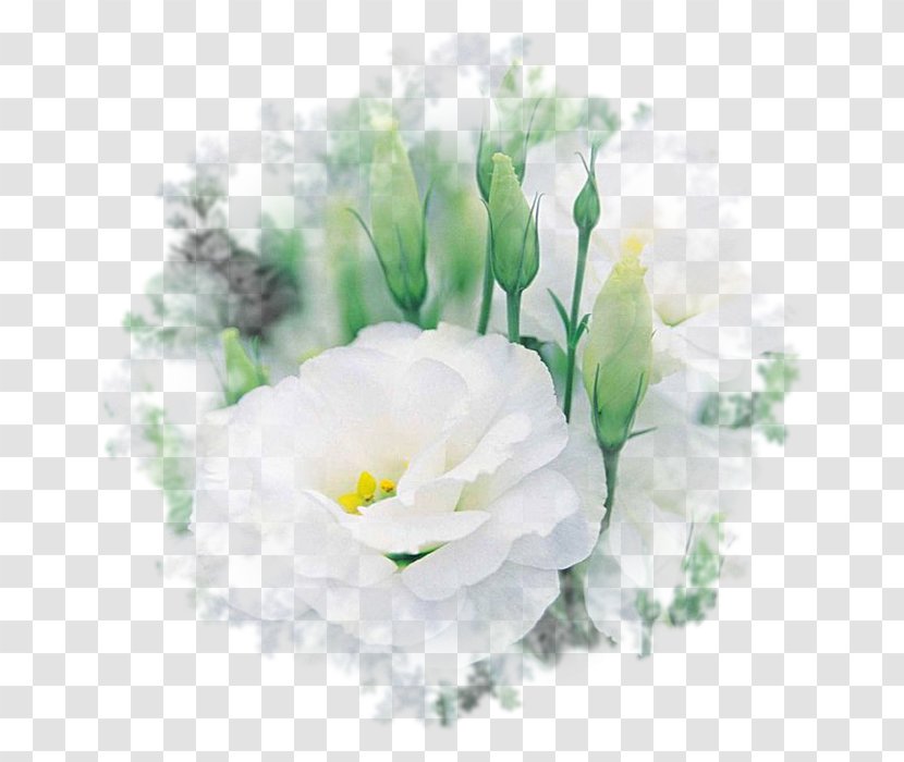 Prairie Gentian Cultivar Flower Seed Garden Roses - Rose Transparent PNG