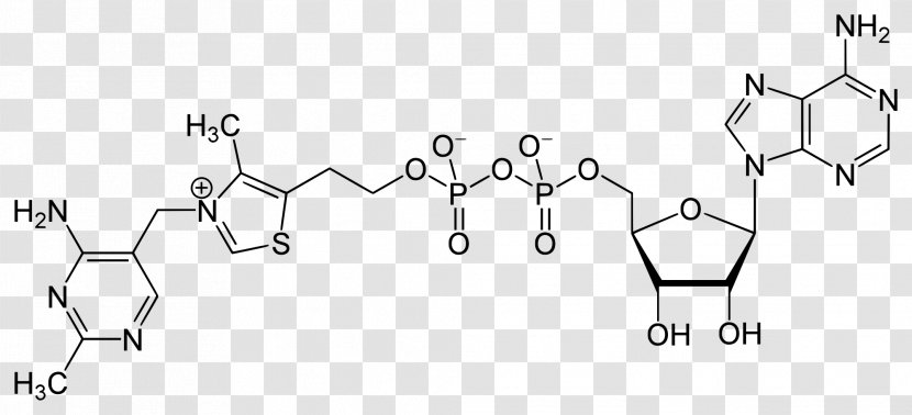 S-Adenosyl Methionine Flavin Adenine Dinucleotide Adenosine Triphosphate Adenylyl Cyclase - Watercolor - Silhouette Transparent PNG