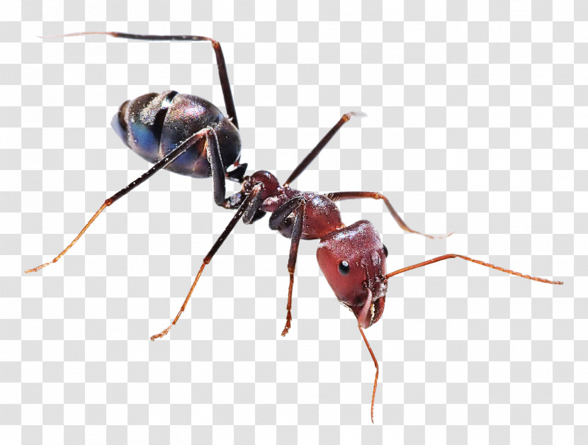 Ant Insect The Ants Black Carpenter Ant Black Garden Ant Transparent PNG