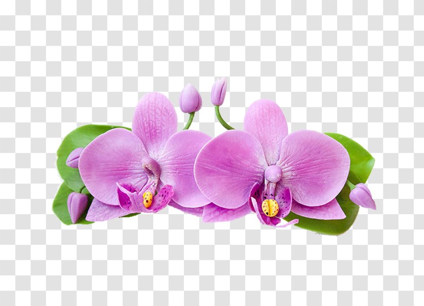 Moth Orchids Clay - Petal - Polymer Transparent PNG
