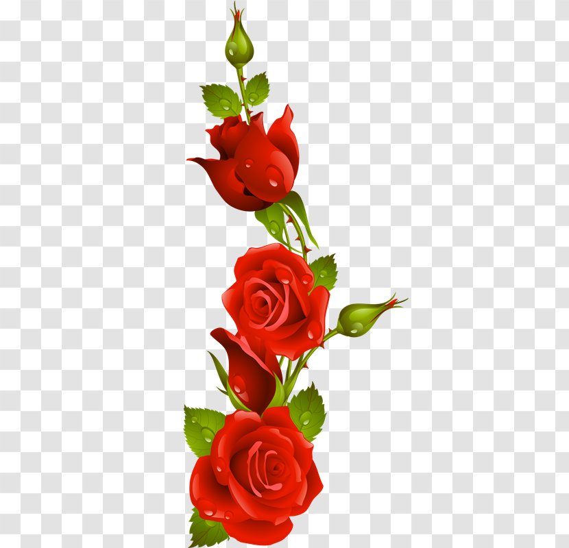 Garden Roses Drawing Flower - Arranging - Rose Transparent PNG