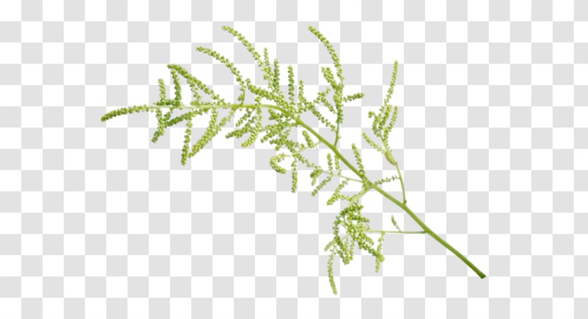 Leaf Image Clip Art Drawing - Herb - Hojas Transparent PNG