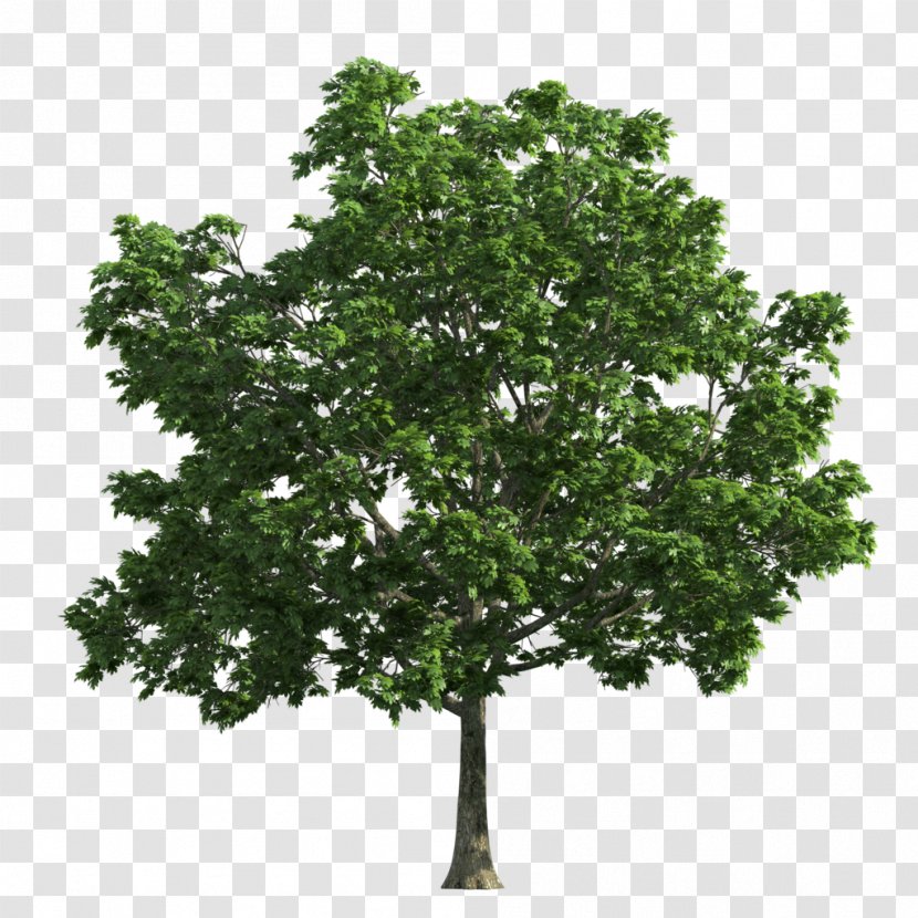 Tree Oak Deciduous Clip Art - Maple Transparent PNG