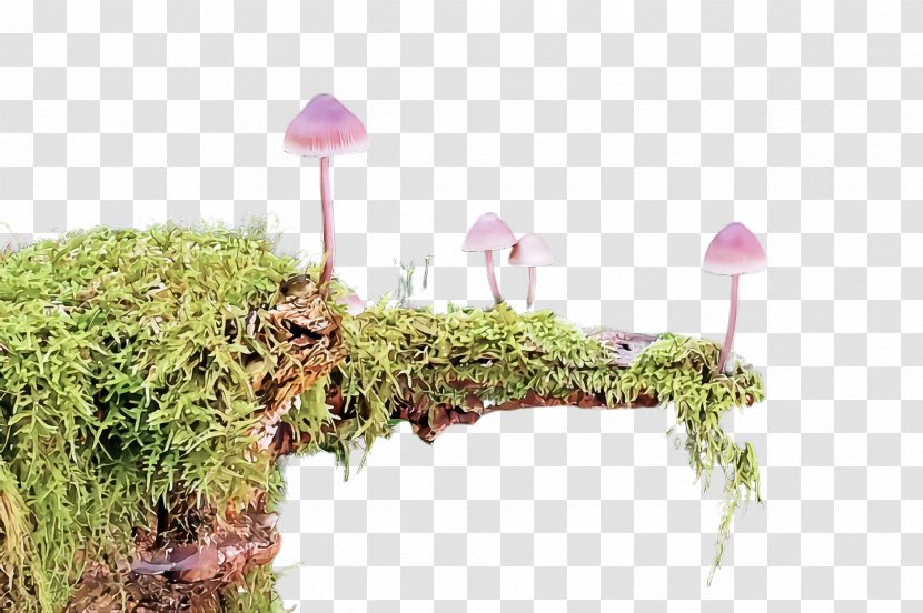 Grass Plant Family Moss Non-vascular Land - Wildflower Shrub Transparent PNG