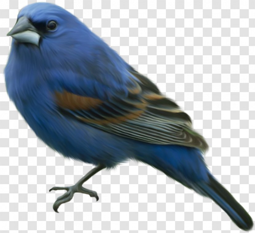 Bird Clip Art - Cobalt Blue - Flock Transparent PNG