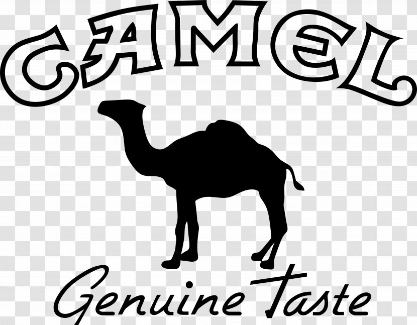 Camels - Camel - Wildlife Transparent PNG