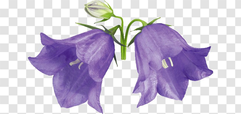 Flower Harebell Glockenspiel Drawing Violet - Petal Transparent PNG