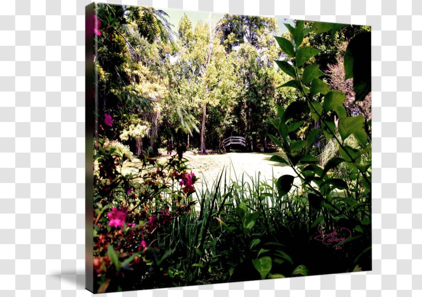 Botanical Garden Flora Landscape Vegetation - Wildflower - Tree Transparent PNG