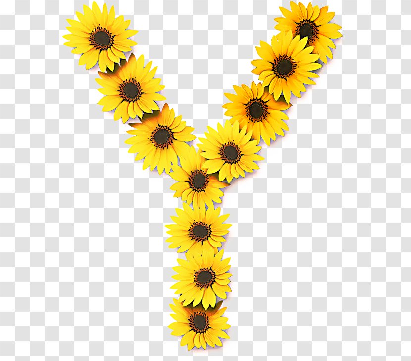 Sunflower - Daisy Family Transparent PNG