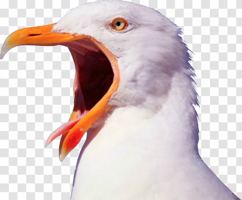 Bird Gulls Pelican YouTube Beak - Close Up - Seagull Transparent PNG