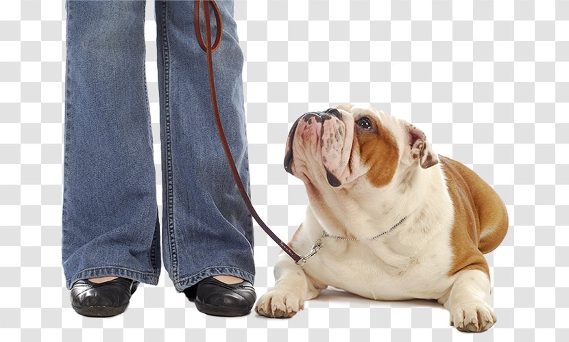 Dorset Olde Tyme Bulldogge English Dog Breed Leash - Bulldog Breeds - Cat Transparent PNG