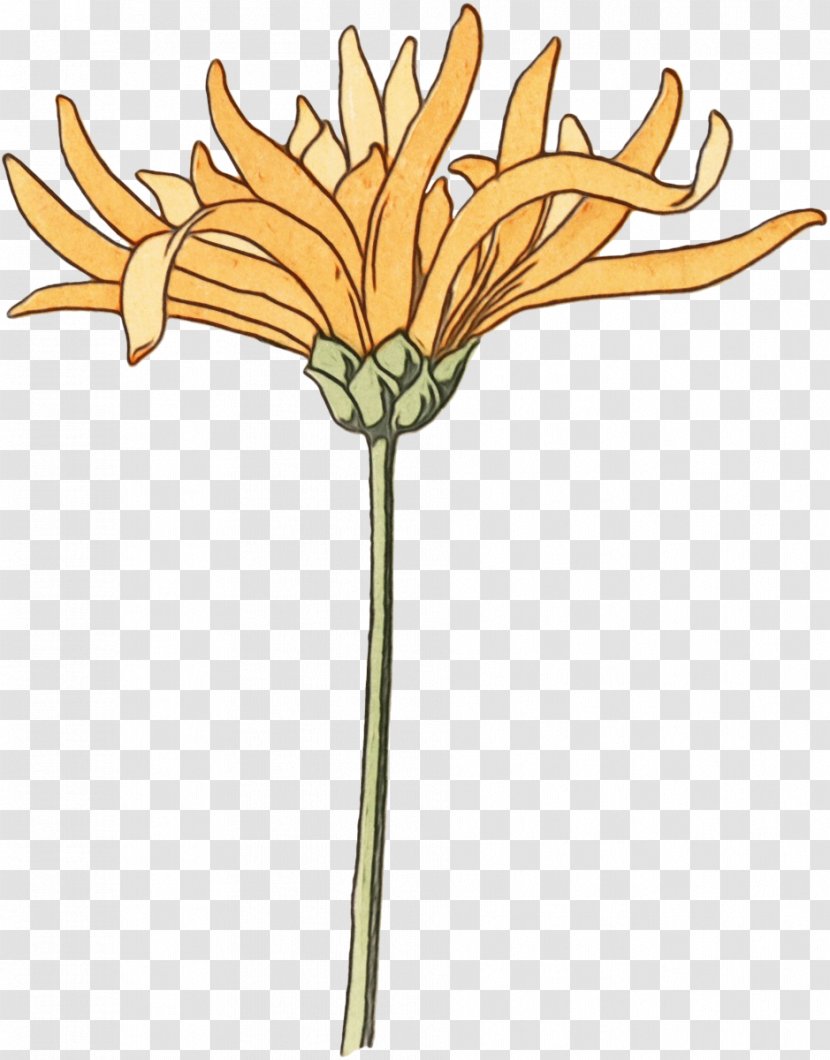 Oxeye Daisy Cut Flowers Floral Design Plant Stem Clip Art - Chrysanths Transparent PNG