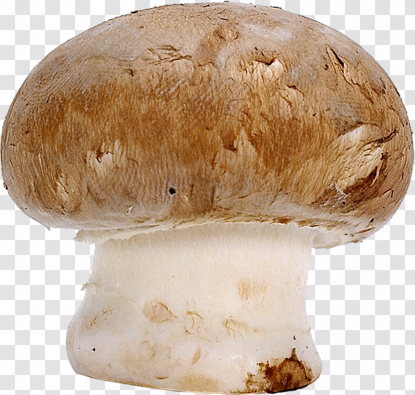 Common Mushroom Boletus Edulis Penny Bun Fungus Transparent PNG